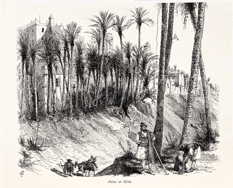 Palms at Elche / Palmeras en Elche